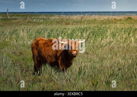 Immagine di una mucca delle Highland, comunemente nota come mucche di Toffee Foto Stock