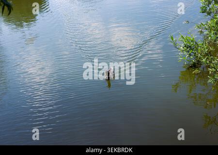 Un'anatra semplice nuota in un laghetto calmo con riflessi del cielo sulla superficie dell'acqua. flora e fauna selvatiche del lago, natura serena, ambiente tranquillo. Foto Stock