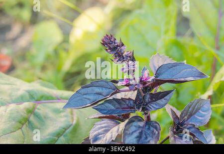 Primo piano di una fiorente pianta di basilico viola opalescente con piccoli fiori in un luminoso giardino di cucina Foto Stock