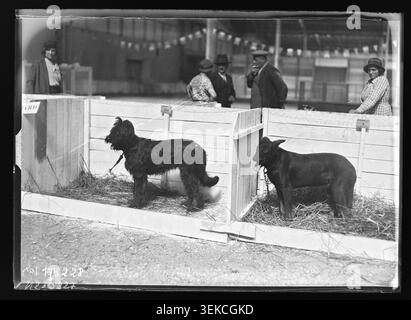 Cani, gatti e uccelli sono esposti nei recinti della fiera degli animali di Parigi il 16 settembre 1933 nel Parc des Expositions, porte de Versailles, dove Agence Rol documenta le pratiche espositive e le esposizioni di animali. Foto Stock
