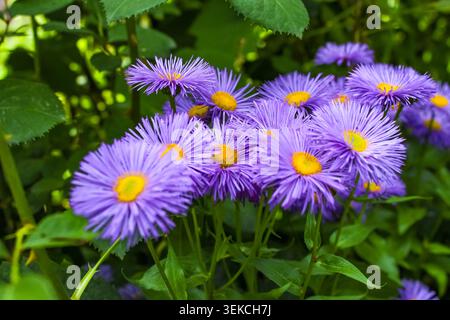 Splendidi fiori viola di Erigeron, con centri gialli luminosi, fioriscono tra foglie verdi lussureggianti sotto una luce solare calda e vibrante in un giardino estivo. Foto Stock