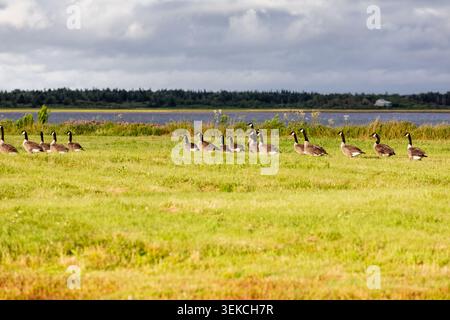 mucchio di oche in un prato verde in estate sotto la luce del sole Foto Stock