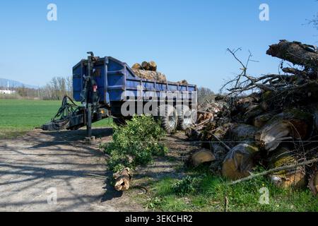 Rimorchio agricolo riempito di legname parcheggiato vicino a tronchi e rami impilati nel paesaggio rurale Foto Stock