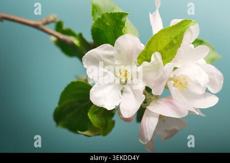 Primo piano di bellissime mele bianche in fiore su un ramo con sfondo verde acqua Foto Stock
