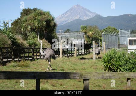 Zoo di Pouakai vicino a New Plymouth Foto Stock