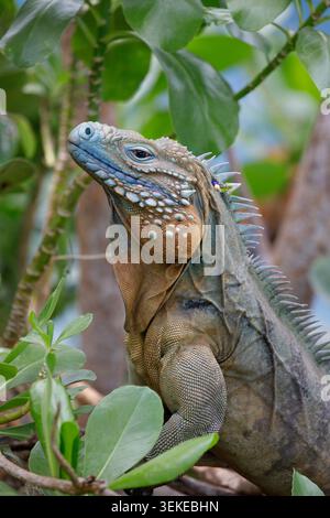Iguana blu da vicino al Parco Botanico della Regina Elisabetta II. È una specie endemica, diffusa solo sull'isola di Grand Cayman nelle Isole Cayman Foto Stock