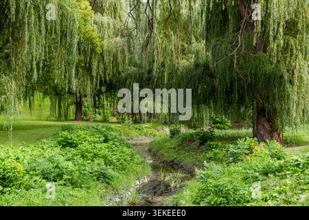 grande salice piangente in un parco con erba verde in una giornata di sole con un piccolo ruscello Foto Stock