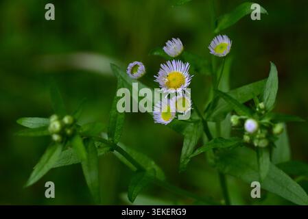 Fiori di pulba annuali. Fiori a raggi viola pallido e fiori a disco gialli in estate. Lo stelo non è cavo e le foglie non lo afferrano. Foto Stock