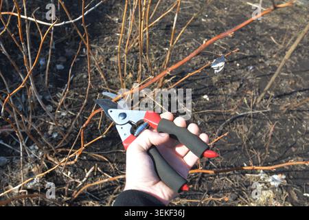 Le mani del giardiniere tagliano la pianta di lampone rosso con le forbici di bypass. Potare il cespuglio di lamponi rossi Foto Stock