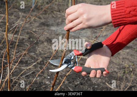Le mani del giardiniere tagliano la pianta di lampone rosso con le forbici di bypass. Potare il cespuglio di lamponi . Foto Stock