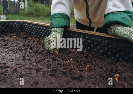 donna irriconoscibile pianta i set di cipolle in un letto rialzato da giardino, posizionando con cura le lampadine nel terreno Foto Stock