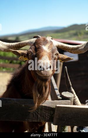 Bruna capra domestica con barba e grandi corna che guardano la macchina fotografica da dietro una recinzione Foto Stock