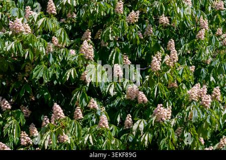 Ippocastano maturo (Aesculus hippocastanum) ricoperto da numerosi panici fioriti in piena fioritura primaverile. Fiori rosa pallido-bianco. Foto Stock