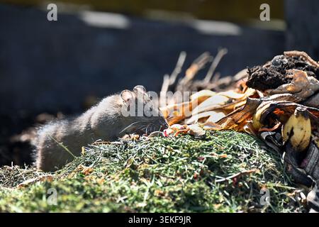 Primo piano del ratto bruno che forgia e mangia scarti di cibo su un cumulo di compost organico all'aperto Foto Stock