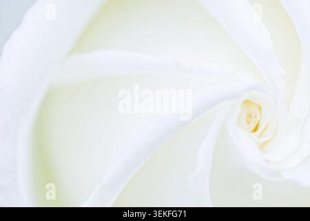 Primo piano estremo di petali di rosa bianchi che creano un elegante sfondo floreale fine Art Foto Stock