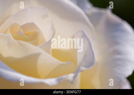Elegante fiore di rosa bianco con luce soffusa e delicata struttura a petali in giardino Foto Stock