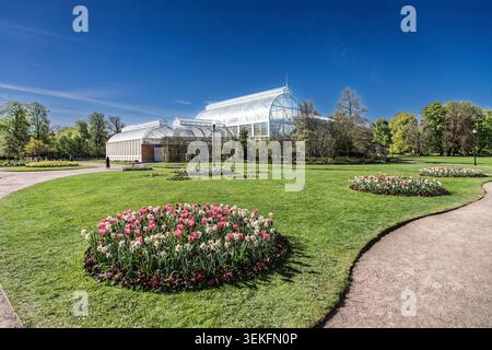 Tulipani colorati che fioriscono in un giardino ben tenuto con una grande serra sullo sfondo Foto Stock