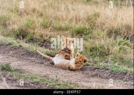 leone (Panthera leo), cuccioli di leone di tre mesi che giocano, Kenya, Narok County, Masai Mara National Park Foto Stock