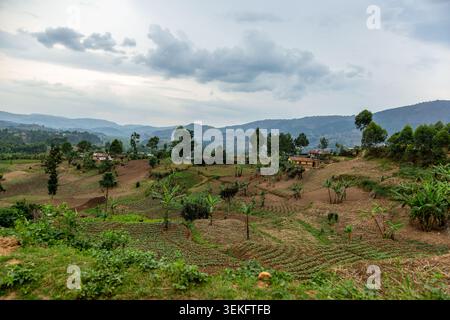 Paesaggio ugandese che mostra campi coltivati a terrazze e banani, con case rurali sparse e colline ondulate sotto un cielo coperto, representi Foto Stock