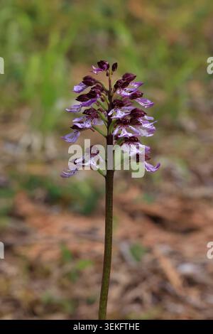 Lady Orchid alla Bonsai Bank Kent UK Foto Stock
