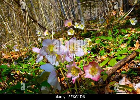 Primo piano di fiori di colore rosa e bianco con pistoni gialli Foto Stock