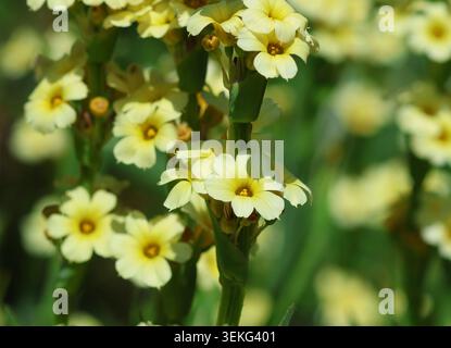 Un primo piano di Sisyrinchium striatum, erba dagli occhi gialli pallidi. Foto Stock