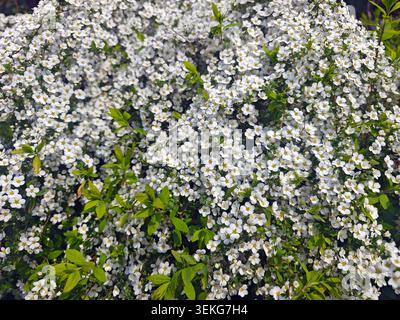 Un denso gruppo di piccoli fiori bianchi di spiraea con centri gialli che fioriscono tra foglie verdi brillanti all'inizio della primavera Foto Stock