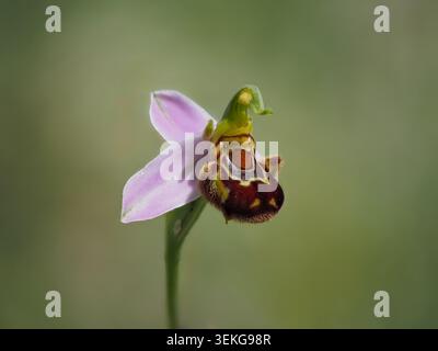 Primo piano di un'orchidea (Ophrys apifera) che fiorisce nelle campagne dell'Italia centrale durante la primavera di maggio. Foto Stock
