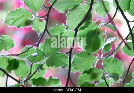 foglie di verde brillante su sfondo sfocato con fiori rosa, norfolk, inghilterra Foto Stock