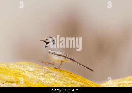 Piccolo wagtail bianco songbird arroccato su una roccia gialla, profilo laterale, morbido sfondo beige con spazio per le copie; scena naturalistica minimalista, luce naturale, Foto Stock