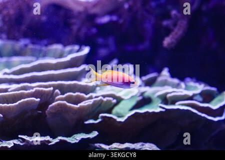 Le piccole e piccole anthias rosa e gialle nuotano sopra le ripiani di corallo verdi a strati in una scena dell'acquario di barriera illuminato dal viola Foto Stock