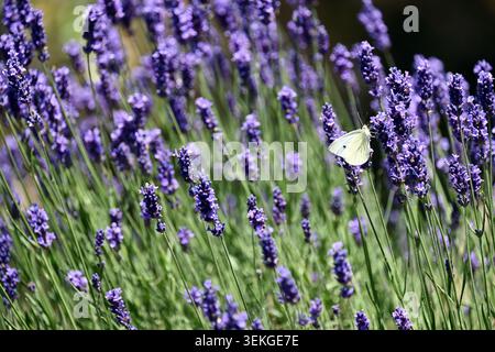 Campo di lavanda illuminato dal sole da vicino con piccola farfalla bianca di cavolo, fiori viola e steli verdi nel prato in fiore vicino al lago Balaton, Ungheria Foto Stock