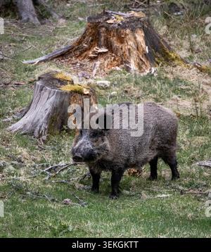 Cinghiale in piedi accanto a ceppi di alberi nell'erba boschiva Foto Stock