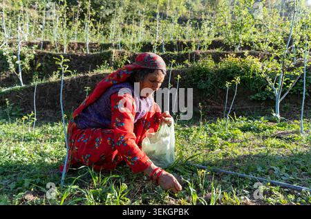 Una donna anziana che indossa un tradizionale velo (dhathu) e un abbigliamento rosso raccoglie verdure verdi fresche (saag) in una fattoria terrazzata illuminata dal sole. Foto Stock