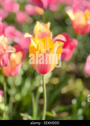 Primo piano di un tulipano giallo e rosa vibrante che fiorisce in un campo soleggiato con uno sfondo morbido Blushing Lady Foto Stock