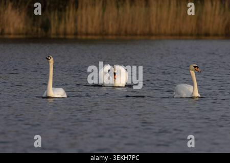 Mute Swan (Cygnus olor) aggressivo maschio inseguimento di due adulti Norfolk aprile 2026 Foto Stock