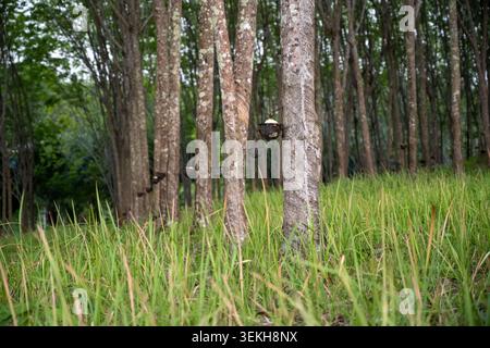 Vista ravvicinata di un taglio maschiato su un tronco di albero di gomma in una piantagione. La strada rurale e la vegetazione appaiono sullo sfondo. Foto Stock