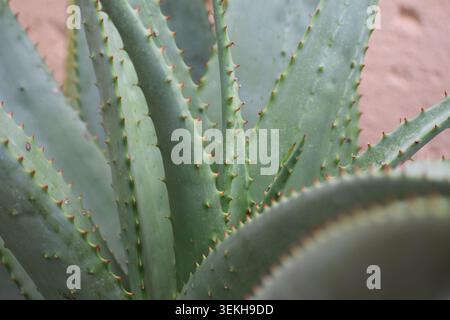 Aloe primo piano Foto Stock