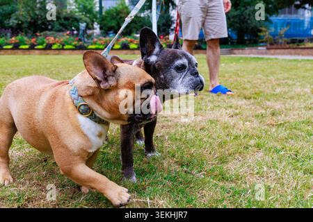 Due bulldog francesi che camminano sull'erba nel parco cittadino con proprietario all'aperto Foto Stock