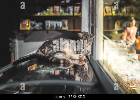 Un gatto domestico shorthair con pelliccia a righe dorme sonni tranquilli su una superficie lucida, con scaffali di prodotti visibili sullo sfondo e un riflesso Foto Stock