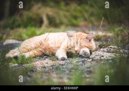 Un gatto dello zenzero a occhi chiusi poggia comodamente su una superficie ghiaiosa, con le zampe nascoste sotto la testa, godendosi un momento tranquillo nella natura Foto Stock