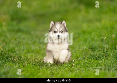 Adorabile cucciolo di husky siberiano seduto nell'erba verde Foto Stock