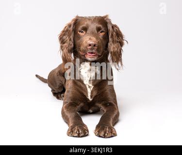 Cockerpoo spaniel fotografato in studio Foto Stock