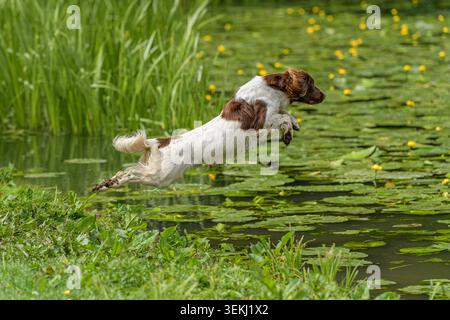 Springer Spaniel che salta nel lago Foto Stock