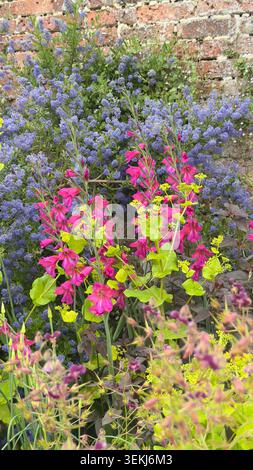 Il vivace giardino confina con il gladiolo rosa, il ceanoto blu e l'euforbia verde lime di fronte a un vecchio muro di mattoni Foto Stock