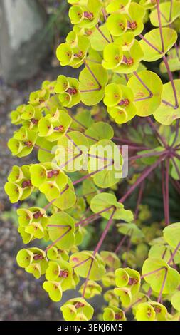 Primo piano di fiori di characias euphorbia verdi e gialli con steli viola in un giardino Foto Stock