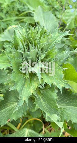 Primo piano di Eryngium giganteum, un vivace e verdeggiante cardo, comunemente conosciuto come il fantasma di Miss Willmott, che cresce in un giardino selvaggio Foto Stock