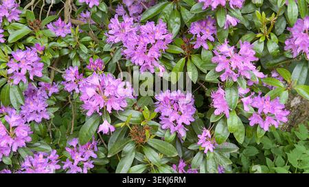 Fiori di rododendro viola in piena fioritura su un cespuglio verde in primavera Foto Stock