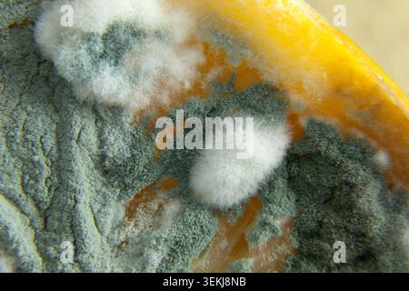 Foto ravvicinata della muffa su un limone viziato Foto Stock