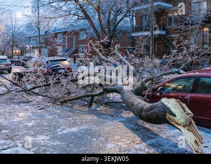 vista di un ramo caduto da un albero pesante dal ghiaccio proveniente da una tempesta in una strada della città con le auto parcheggiate la sera Foto Stock